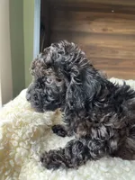 Atlas, a male Poodle - Toy  for sale in Chicago, IL – 7 of 10
