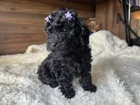 Skye, a female Poodle - Toy  for sale in Chicago, IL – 2 of 10