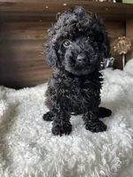 Atlas, a male Poodle - Toy  for sale in Chicago, IL – 9 of 10