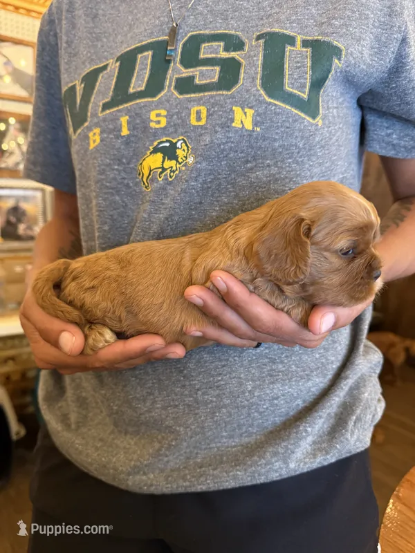 Black – Cavalier King Charles Spaniel, English Toy Spaniel puppy for sale in Brainerd, MN