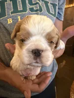 Blue , a male Cavalier King Charles Spaniel and English Toy Spaniel for sale in Brainerd, MN – 4 of 5