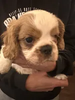 Blue , a male Cavalier King Charles Spaniel and English Toy Spaniel for sale in Brainerd, MN – 4 of 10