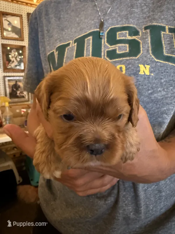 Red – Cavalier King Charles Spaniel, English Toy Spaniel puppy for sale in Brainerd, MN