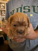 Red, a female Cavalier King Charles Spaniel and English Toy Spaniel for sale in Brainerd, MN – 1 of 5