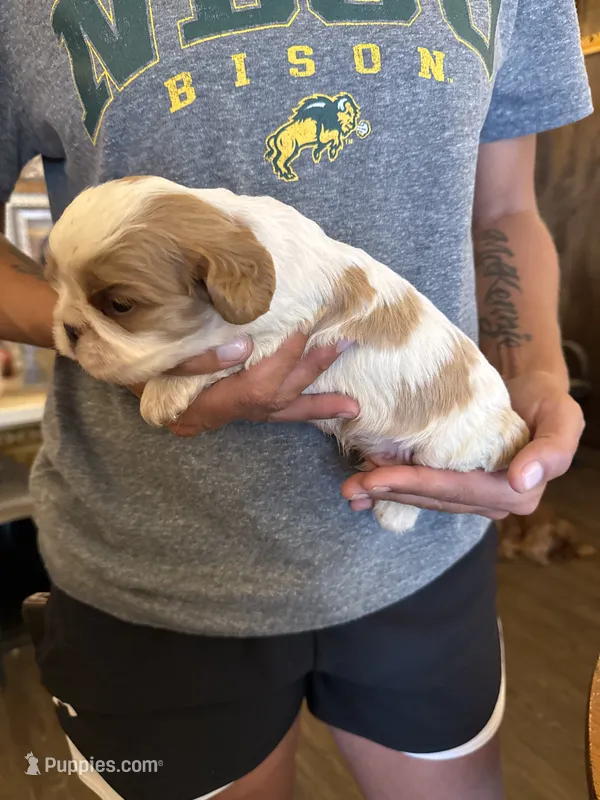 Blue  – Cavalier King Charles Spaniel, English Toy Spaniel puppy for sale in Brainerd, MN