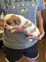 Blue , a male Cavalier King Charles Spaniel and English Toy Spaniel for sale in Brainerd, MN – 1 of 5