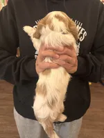 Blue , a male Cavalier King Charles Spaniel and English Toy Spaniel for sale in Brainerd, MN – 5 of 10