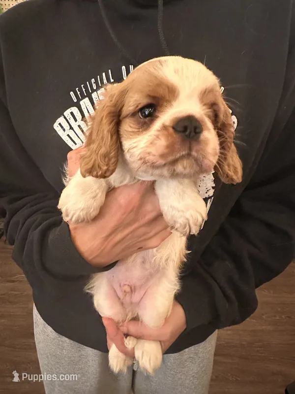 Blue  – Cavalier King Charles Spaniel, English Toy Spaniel puppy for sale in Brainerd, MN