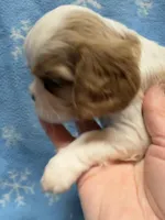 Cookie, a female Cavalier King Charles Spaniel and English Toy Spaniel for sale in Brainerd, MN – Photo 1 of 9