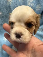 Cookie, a female Cavalier King Charles Spaniel and English Toy Spaniel for sale in Brainerd, MN – Photo 6 of 9