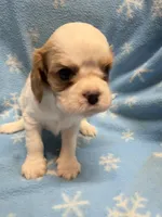 Cookie, a female Cavalier King Charles Spaniel and English Toy Spaniel for sale in Brainerd, MN – Photo 3 of 9