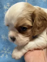 Cookie, a female Cavalier King Charles Spaniel and English Toy Spaniel for sale in Brainerd, MN – Photo 2 of 9