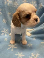 Cookie, a female Cavalier King Charles Spaniel and English Toy Spaniel for sale in Brainerd, MN – Photo 4 of 9