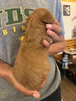 Red, a female Cavalier King Charles Spaniel and English Toy Spaniel for sale in Brainerd, MN – 2 of 5