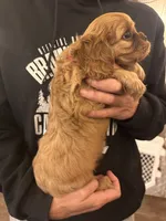 Black, a female Cavalier King Charles Spaniel and English Toy Spaniel for sale in Brainerd, MN – 3 of 8