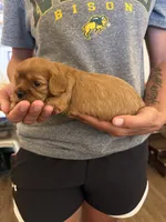 Red, a female Cavalier King Charles Spaniel and English Toy Spaniel for sale in Brainerd, MN – 5 of 5