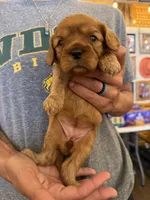 Red, a female Cavalier King Charles Spaniel and English Toy Spaniel for sale in Brainerd, MN – 4 of 5