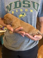 Black, a female Cavalier King Charles Spaniel and English Toy Spaniel for sale in Brainerd, MN – 2 of 4