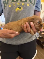 Red, a female Cavalier King Charles Spaniel and English Toy Spaniel for sale in Brainerd, MN – 3 of 5