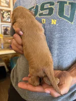 Black, a female Cavalier King Charles Spaniel and English Toy Spaniel for sale in Brainerd, MN – 3 of 4