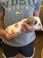 Blue , a male Cavalier King Charles Spaniel and English Toy Spaniel for sale in Brainerd, MN – 5 of 5