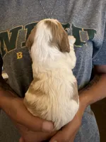 Blue , a male Cavalier King Charles Spaniel and English Toy Spaniel for sale in Brainerd, MN – 3 of 5