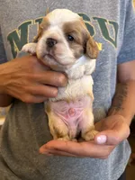 Blue , a male Cavalier King Charles Spaniel and English Toy Spaniel for sale in Brainerd, MN – 2 of 5