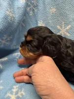 Mocha, a female Cavalier King Charles Spaniel and English Toy Spaniel for sale in Brainerd, MN – Photo 6 of 8
