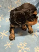 Mocha, a female Cavalier King Charles Spaniel and English Toy Spaniel for sale in Brainerd, MN – Photo 1 of 8