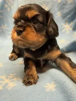 Mocha, a female Cavalier King Charles Spaniel and English Toy Spaniel for sale in Brainerd, MN – Photo 5 of 8
