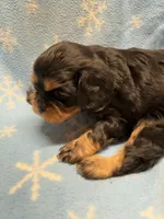 Mocha, a female Cavalier King Charles Spaniel and English Toy Spaniel for sale in Brainerd, MN – Photo 4 of 8