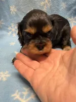 Mocha, a female Cavalier King Charles Spaniel and English Toy Spaniel for sale in Brainerd, MN – Photo 2 of 8