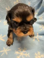 Mocha, a female Cavalier King Charles Spaniel and English Toy Spaniel for sale in Brainerd, MN – Photo 3 of 8