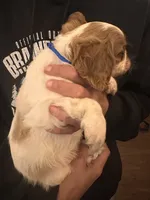 Blue , a male Cavalier King Charles Spaniel and English Toy Spaniel for sale in Brainerd, MN – 3 of 10