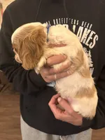 Blue , a male Cavalier King Charles Spaniel and English Toy Spaniel for sale in Brainerd, MN – 2 of 10