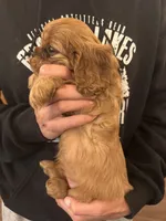 Black, a female Cavalier King Charles Spaniel and English Toy Spaniel for sale in Brainerd, MN – 5 of 8