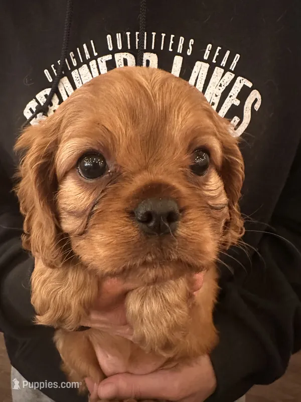 Black – Cavalier King Charles Spaniel, English Toy Spaniel puppy for sale in Brainerd, MN