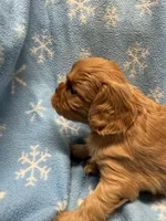Peanut butter , a male Cavalier King Charles Spaniel and English Toy Spaniel for sale in Brainerd, MN – Photo 10 of 10