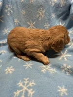 Peanut butter , a male Cavalier King Charles Spaniel and English Toy Spaniel for sale in Brainerd, MN – Photo 7 of 10