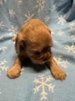 Peanut butter , a male Cavalier King Charles Spaniel and English Toy Spaniel for sale in Brainerd, MN – Photo 5 of 10