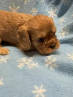 Peanut butter , a male Cavalier King Charles Spaniel and English Toy Spaniel for sale in Brainerd, MN – Photo 1 of 10