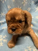 Peanut butter , a male Cavalier King Charles Spaniel and English Toy Spaniel for sale in Brainerd, MN – Photo 3 of 10