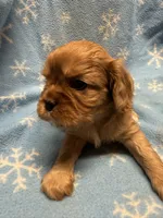 Peanut butter , a male Cavalier King Charles Spaniel and English Toy Spaniel for sale in Brainerd, MN – Photo 4 of 10