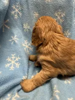 Peanut butter , a male Cavalier King Charles Spaniel and English Toy Spaniel for sale in Brainerd, MN – Photo 8 of 10