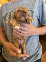 Black, a female Cavalier King Charles Spaniel and English Toy Spaniel for sale in Brainerd, MN – 4 of 4
