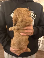 Black, a female Cavalier King Charles Spaniel and English Toy Spaniel for sale in Brainerd, MN – 2 of 8