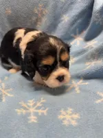 S’more , a female Cavalier King Charles Spaniel and English Toy Spaniel for sale in Brainerd, MN – Photo 4 of 10