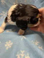 S’more , a female Cavalier King Charles Spaniel and English Toy Spaniel for sale in Brainerd, MN – Photo 2 of 10