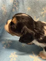 S’more , a female Cavalier King Charles Spaniel and English Toy Spaniel for sale in Brainerd, MN – Photo 9 of 10