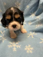 S’more , a female Cavalier King Charles Spaniel and English Toy Spaniel for sale in Brainerd, MN – Photo 5 of 10